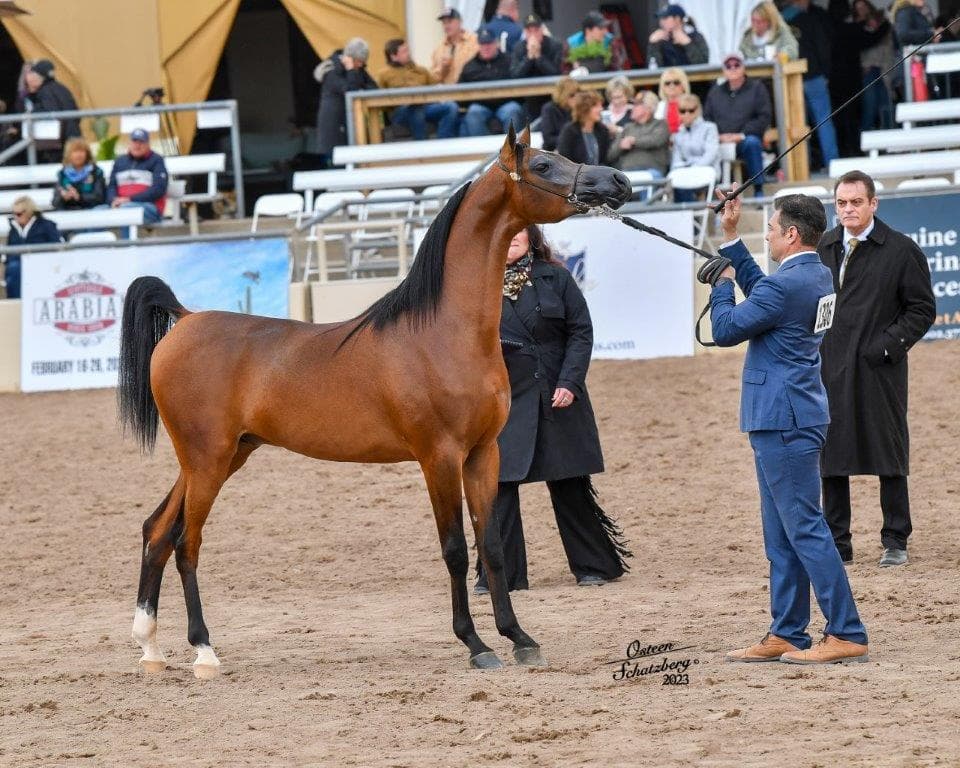 2026 Scottsdale Arabian Horse Show & Shopping Expo